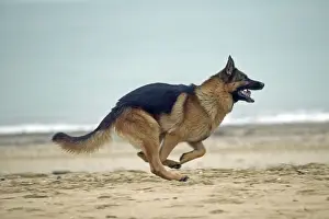 German Shepherd / Alsation