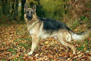 German Shepherd / Alsation