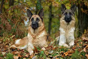 German Shepherd / Alsation - two