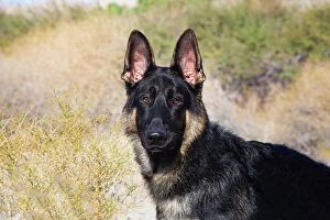 Images Dated 13th August 2021: German Shepherd in the Coachella Valley, California Date: 10-11-2019
