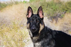 Curiosity Collection: German Shepherd in the Coachella Valley, California Date: 10-11-2019