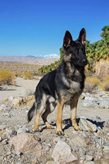Images Dated 13th August 2021: German Shepherd, Coachella Valley, California Date: 10-11-2019