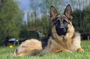 Images Dated 5th March 2008: German Shepherd Dog