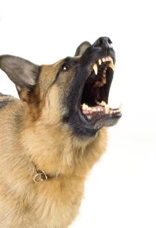 Images Dated 17th October 2011: German Shepherd Dog - aggressive