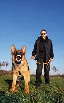 Exercising Gallery: German Shepherd Dog - barking in meadow, with man
