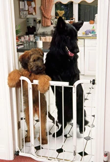 German Shepherd Dog - & Briard puppy standing at inside baby / dog gate