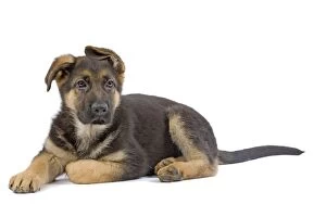 Images Dated 16th April 2010: German Shepherd Dog - puppy