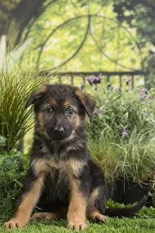 Shepherds Gallery: German Shepherd Dog Puppy