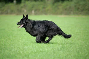 German Shepherd Dog - running in field