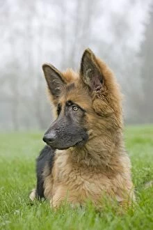 Images Dated 13th November 2011: German Shepherd - puppy