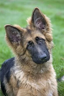 Images Dated 13th November 2011: German Shepherd - puppy