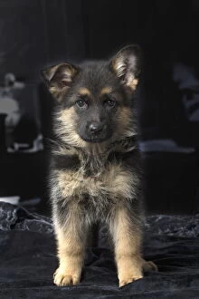 German Shepherd puppy indoors