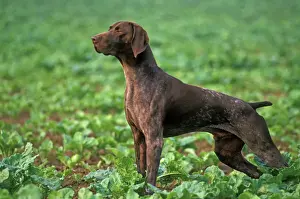 Stance Prints: German Short-haired Pointer