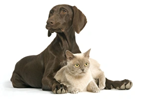 Images Dated 26th September 2005: German short-haired pointer / braque allemand - 4 month old puppy with American Burmese Cat