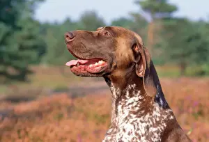 German Short-haired Pointer Dog
