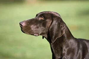 Images Dated 24th February 2009: German Short-haired Pointer Dog