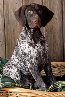 German Short-haired Pointer Dog
