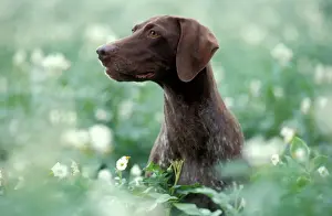 Pointer Prints: German Short-haired Pointer Dog - Sitting amidst flowers
