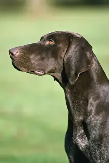 German Shorthaired Pointer Dog
