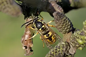 Wasps Prints: German Wasp - queen