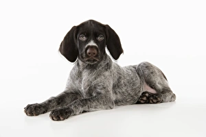 Images Dated 4th November 2008: German Wire-Haired Pointer Dog - puppy (8 weeks old)