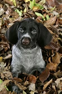 Images Dated 4th November 2008: German Wire-Haired Pointer Dog - puppy (8 weeks old) in leaves