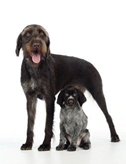 Images Dated 4th November 2008: German Wire-Haired Pointer Dog - with puppy (8 weeks old)