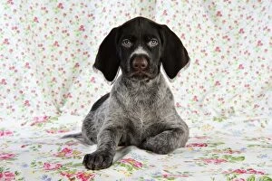 Images Dated 4th November 2008: German Wire-Haired Pointer Dog - puppy (8 weeks old)