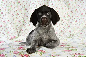 German Wire-Haired Pointer Dog - puppy (8 weeks old)