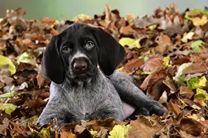 German Wire-Haired Pointer Dog - puppy (8 weeks old) sitting in leaves