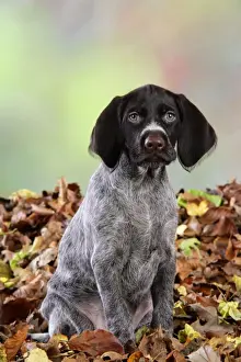 German Wire-Haired Pointer Dog - puppy (8 weeks old) sitting in leaves
