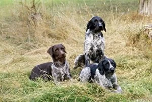 German Wire-haired Pointer Dogs