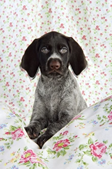 Images Dated 4th November 2008: German Wire-Haired PointerDog - puppy (8 weeks old)