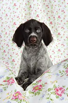 Pointers Prints: German Wire-Haired PointerDog - puppy (8 weeks old)