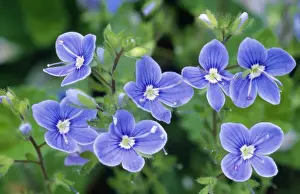 Germander Speedwell