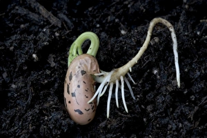 Images Dated 30th April 2005: Germinating bean seed UK - root of germinating bean seed showing positive geotropism