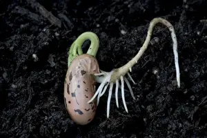 Vegetable Prints: Germinating bean seed UK - root of germinating bean seed showing positive geotropism