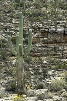 GET-1286 Saguaro cactus - Against rocky background