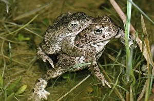GET-186 Natterjack Toad - pair mating