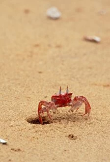GET-68 Ghost Crab - on beach