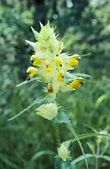 GET-702 Greater Yellow Rattle