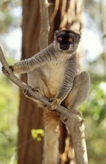 Madagascar Gallery: GET-896