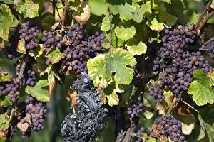 Gewurztraminer Grape Wine Route Dambach-la-Ville