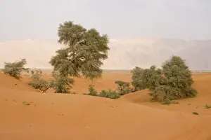 United Arab Emirates Prints: Ghaf Trees - growing in sand dunes - Jebel Hafeet mountain in background - Al Ain - Abu Dhabi - United Arab Emirates