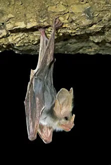 Cave Prints: Ghost Bat - Hanging suspended from cave roof showing nose leaf in profile