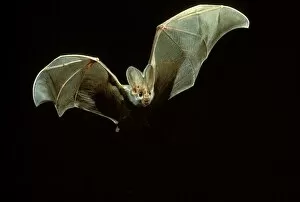 Images Dated 6th July 2006: Ghost bat (Macroderma gigas) in flight at night. Northern Australia