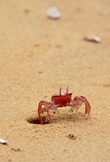 Images Dated 2nd August 2005: Ghost Crab Galapagos Islands