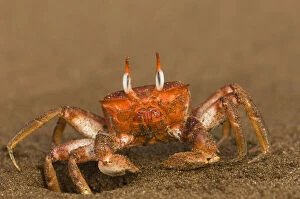 Ghost Crab (Ocypode gaudichaudii) Santiago