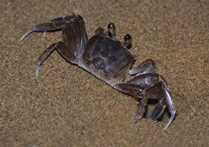 Images Dated 29th March 2011: Ghost Crab - outside its burrow on the beach at night - West Indies