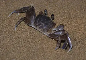 Ghost Crab - outside its burrow on the beach at night - West Indies